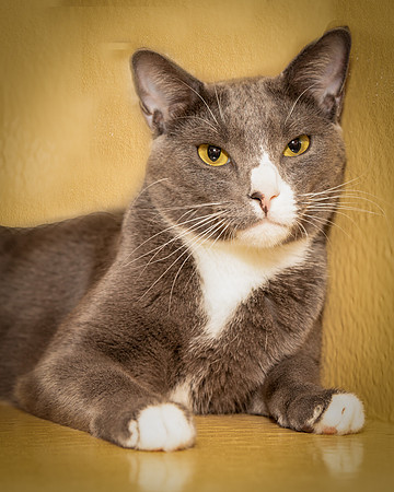 Foster Mittens-9511