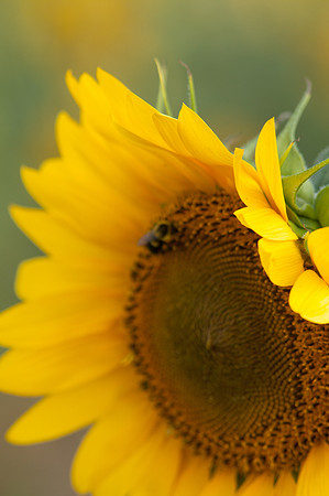 sunflowers-1987