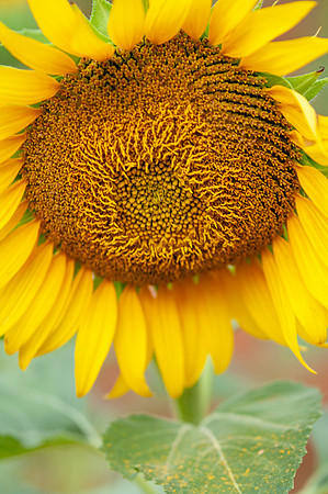 sunflowers-8766