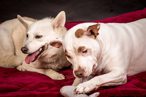 Foster Apache-0578