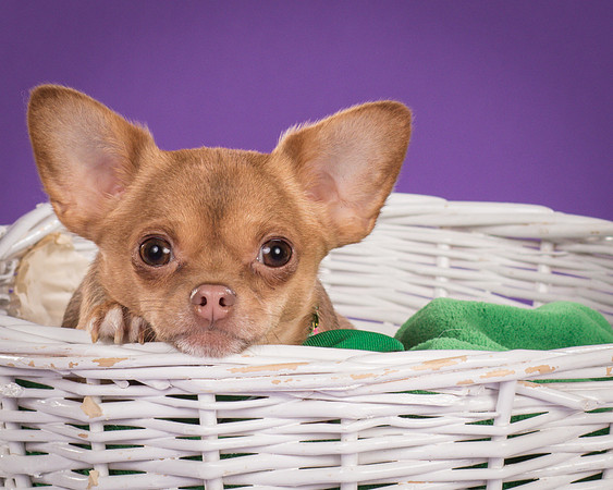 Hula-5405