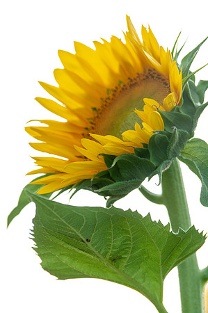 sunflowers-2131