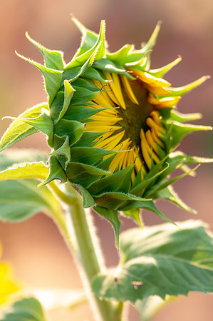 sunflowers-2126