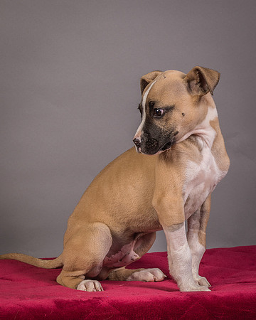 Foster Barnabas-4537