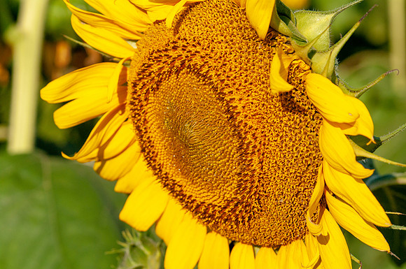 sunflowers-1734