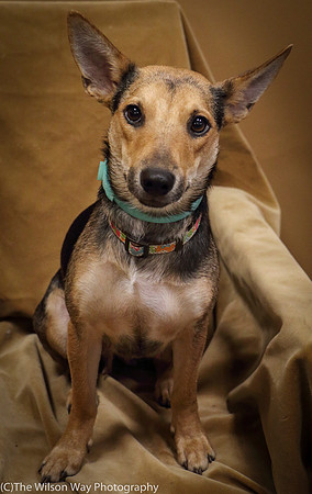 Foster Hula-1033