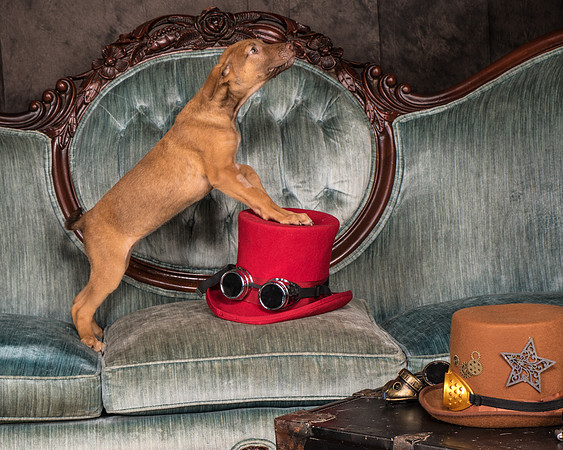 Foster Bronwyn-8284