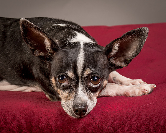Foster Justice-4657