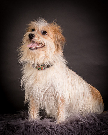 Foster Tiny-1223