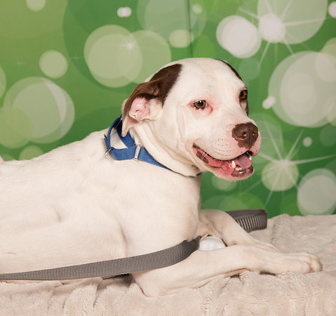 Foster-2251