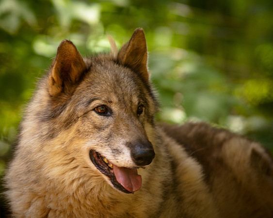 Wolf-8883