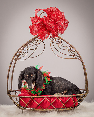 Foster Bernice-3739