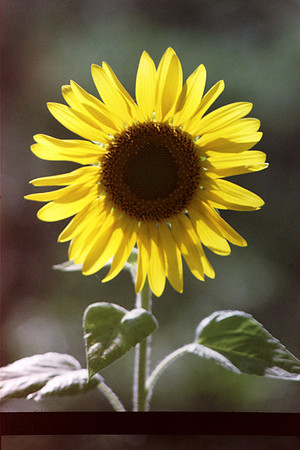 sunflowers-