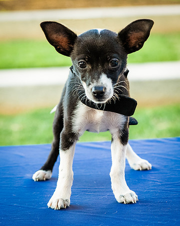 Foster Laila-9786