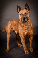 Foster Beans-2244
