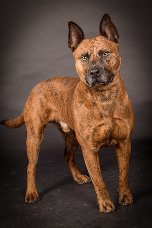Foster Beans-2244