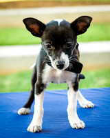 Foster Laila-9787
