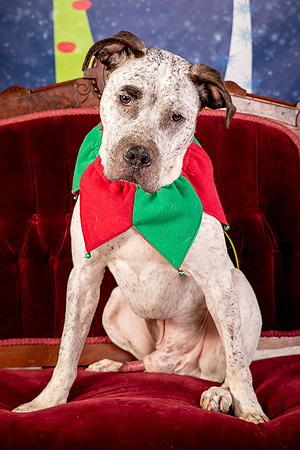 Foster Sylvester-0948