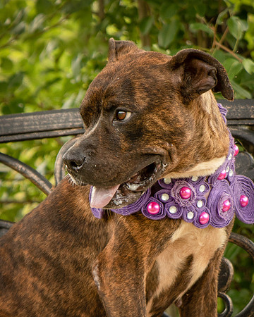 Darlington - Chloe-8629