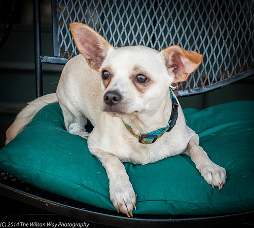 Foster Dyrdek-9352