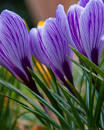 Flower Purple Crocus2-0700