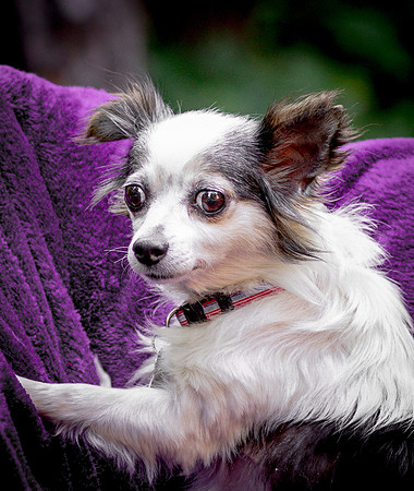 Foster Anouk-8771
