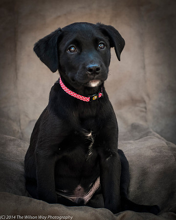 Foster Gumby-2399