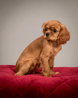 11. Charlie