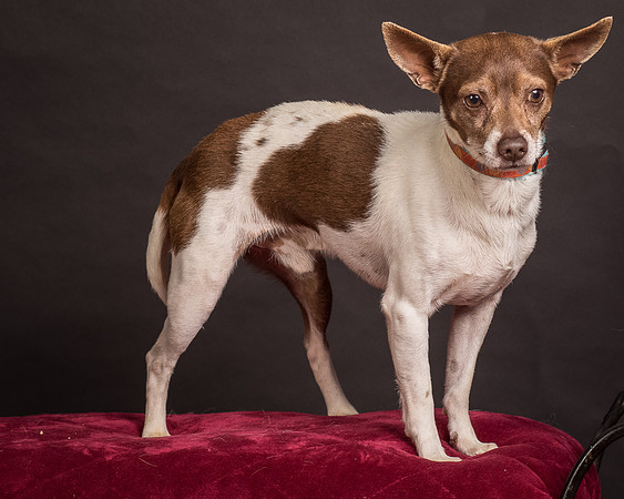 Foster Gus-0370