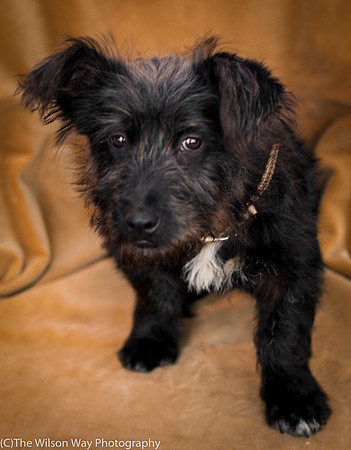 Foster Sidney-9556