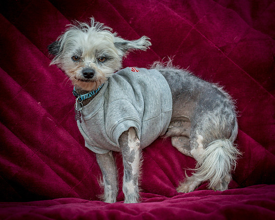 Foster Freckles-5474