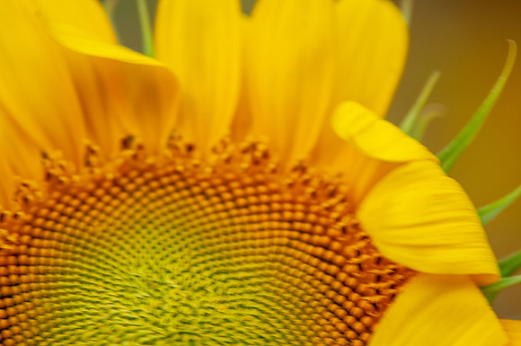 sunflowers-8780