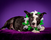 Foster Claire-4210