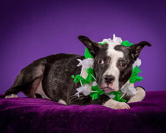 Foster Claire-4210