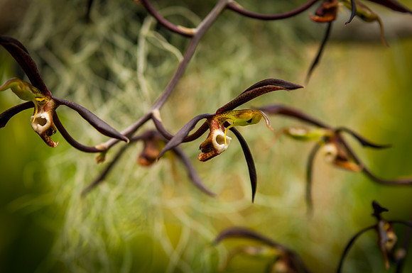 flowers-9154