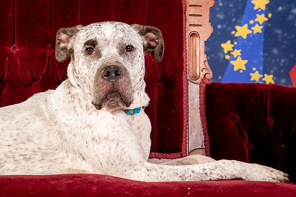 Foster Sylvester-0973