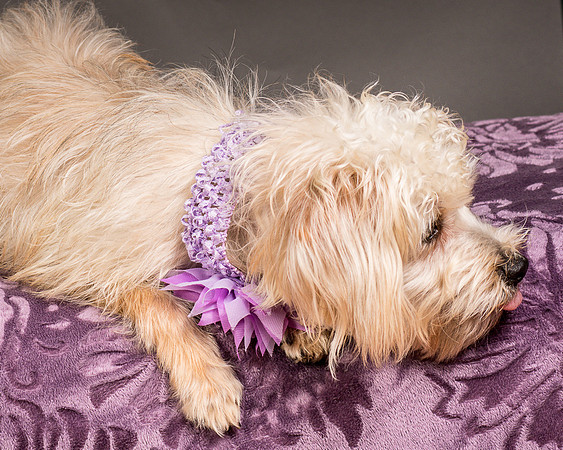 Foster Henrietta-8531