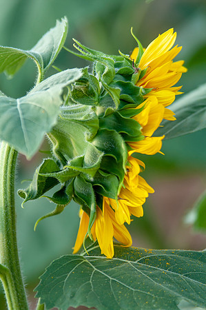 sunflowers-2050
