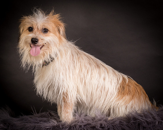 Foster Tiny-1233