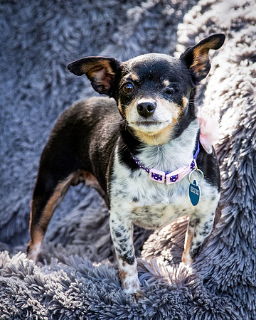 Foster Leela-8000