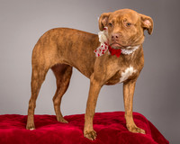 Foster Pumpkin-4661