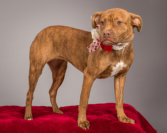 Foster Pumpkin-4661