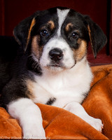 Baby Joss aka Molly-9348