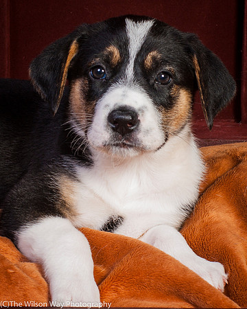 Baby Joss aka Molly-9348