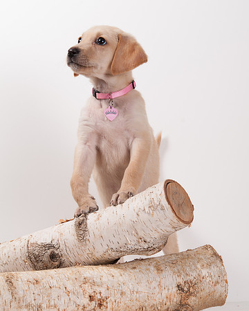 GCSPCA BB-6211