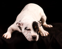 Foster Teddy-1217
