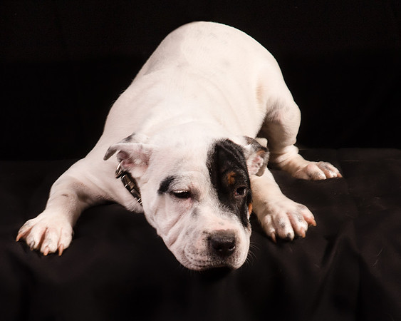 Foster Teddy-1217