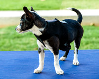 Foster Laila-9780