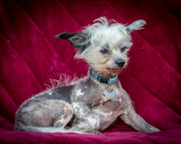 Foster Freckles-5361