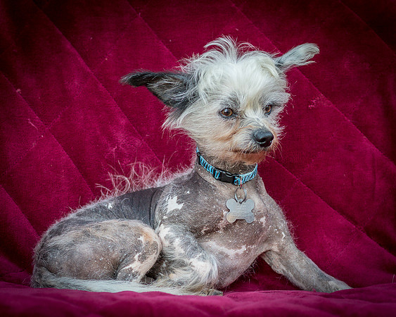 Foster Freckles-5361
